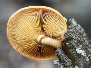 Los Barrios se coloca de nuevo en el centro de la actividad micológica con sus jornadas anuales