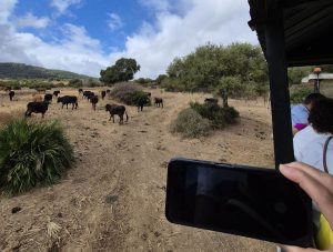 Nueva experiencia campera con la visita a la ganadería Gavira