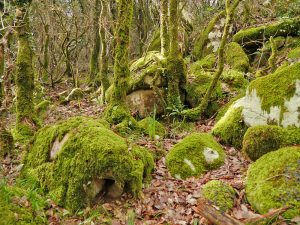 Dos recorridos por el emblemático Bosque de Niebla de los Llanos del Juncal