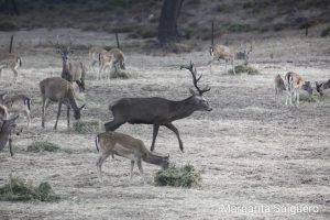 Los Barrios acerca la berrea y la ronca del gamo en pleno parque natural Los Alcornocales